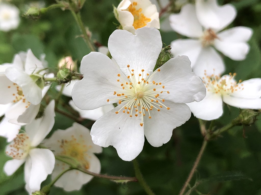 Rosa multiflora — is a species of rose known commonly as multiflora rose, baby rose, Japanese rose, many-flowered rose, seven-sisters rose