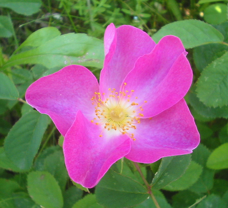 Rosa gallica, the Gallic rose, French rose, or rose of Provins - fresh cut Roses