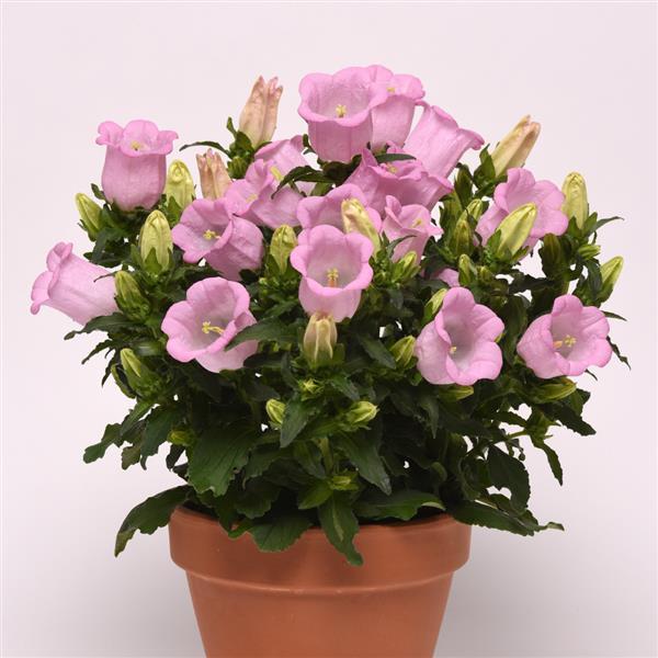 Campanula 'Pink Octopus' (Bellflower) - fresh cut flowers