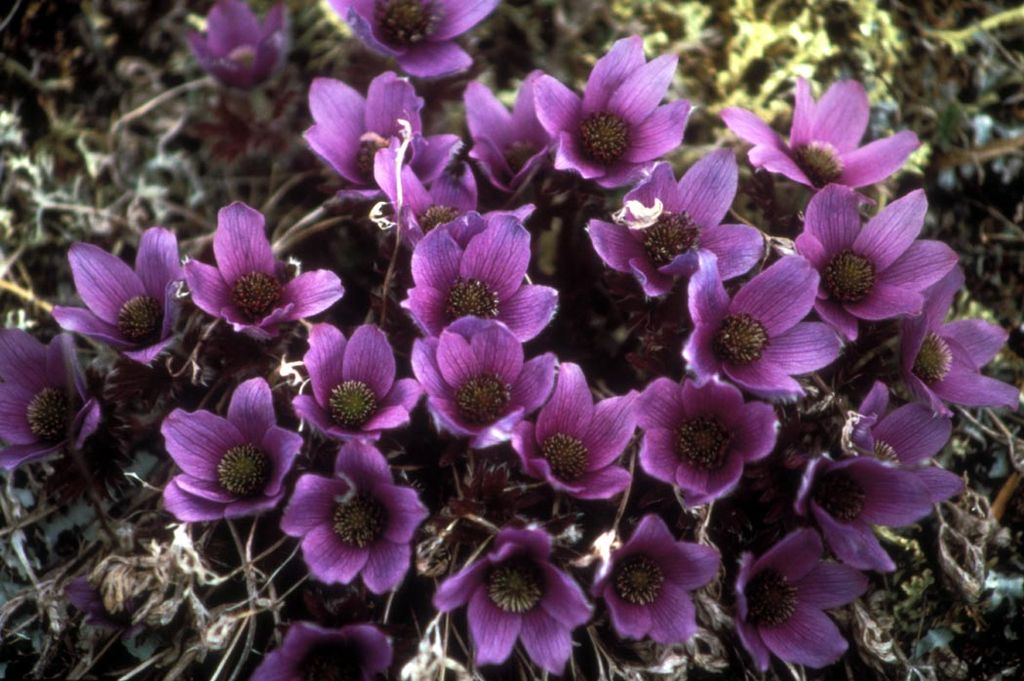 Anemone Flowers, Bukets, is a genus of flowering plants in the buttercup family Ranunculaceae