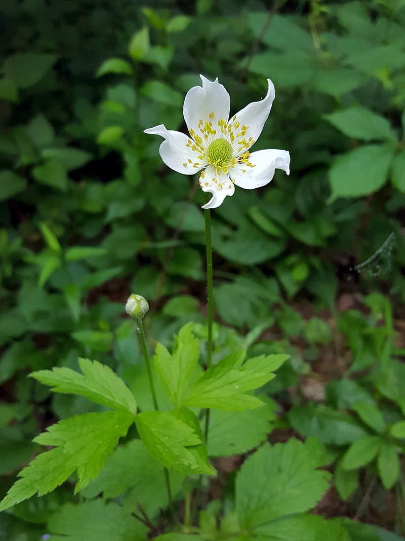 Anemone Flowers, Bukets, is a genus of flowering plants in the buttercup family Ranunculaceae