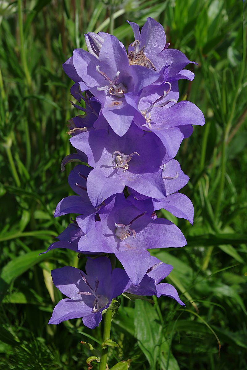Campanula Pink - Cut Flowers, fresh flowers