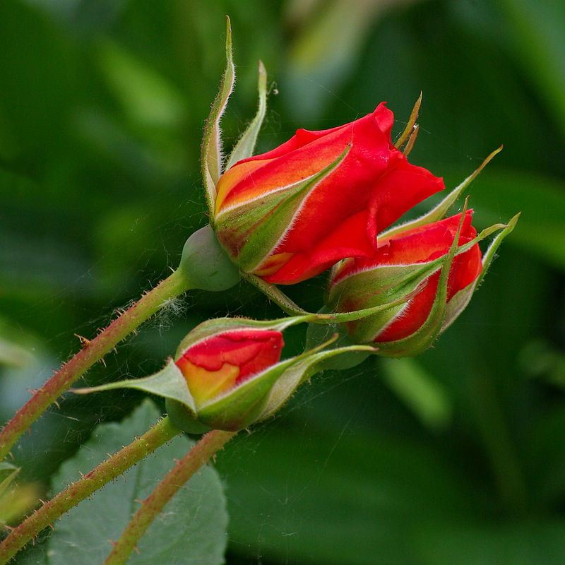 Roses, cutflowers, fresh flowers, different colors , freshly cut roses. The majority of ornamental roses are hybrids that were bred for their flower. Bucket of roses, floral buckets