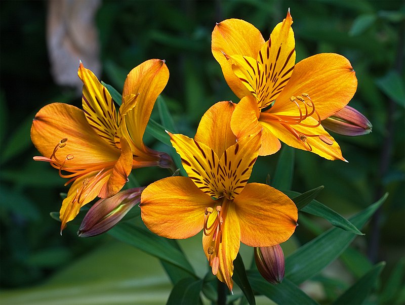 Alstroemeria, flowers, bucket of Alstroemeria - commonly called the Peruvian lily or lily of the Incas