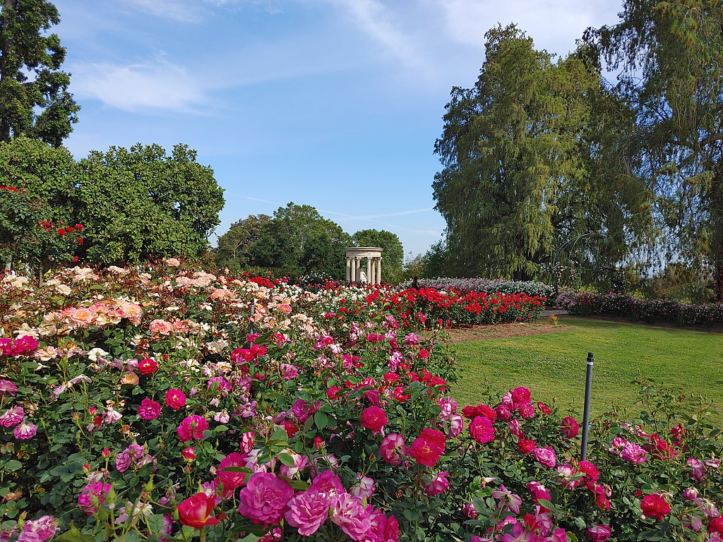 Roses, cutflowers, fresh flowers, different colors , freshly cut roses. The majority of ornamental roses are hybrids that were bred for their flower. Bucket of roses, floral buckets