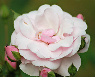 Floribunda Roses - Fresh cut roses, Blooming Roses (hybrid roses type)