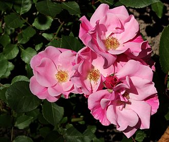 Floribunda Roses - Fresh cut roses, Blooming Roses (hybrid roses type)