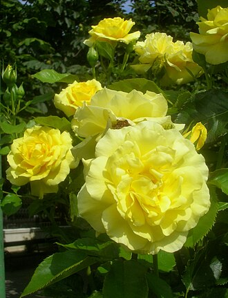 Floribunda Roses - Fresh cut roses, Blooming Roses (hybrid roses type)