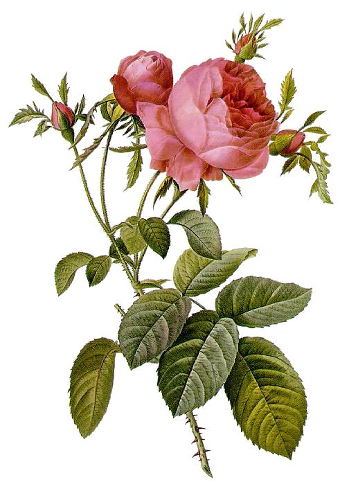 Cabbage Rose, Rosa × centifolia, the Provence rose, cabbage rose or Rose de Mai,