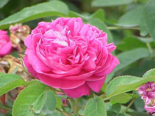 Rosa × damascena, more commonly known as the Damask rose