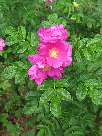 Beach Rose- Rosa rugosa is a species of rose native to eastern Asia, in northeastern China, Japan, Korea and southeastern Siberia