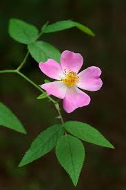 Rosa setigera, commonly known as the climbing rose - sale by Quantity