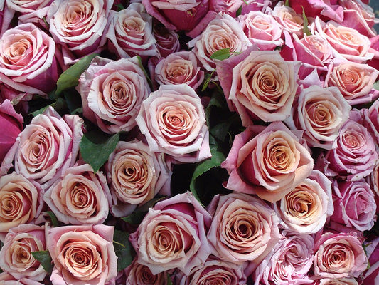 Roses, cutflowers, fresh flowers, different colors , freshly cut roses. The majority of ornamental roses are hybrids that were bred for their flower. Bucket of roses, floral buckets