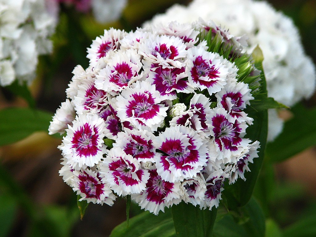 Dianthus barbatus Flowers, the sweet William, cut flowers , assorted, different variations, please contact before buying