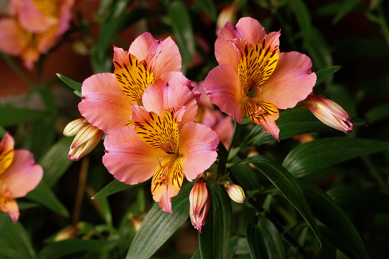 ALSTROEMERIA PLATINA Flowers, cut flowers, fresh ALSTROEMERIA PLATINA flower