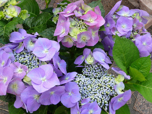 Hydrangea Flowers, cut flowers, fresh hydrangea flowers, different sorts, fresh, best kind, Bigleaf Hydrangea (Hydrangea macrophylla): These are the most popular type of hydrangeas and are known for their large, rounded flower clusters