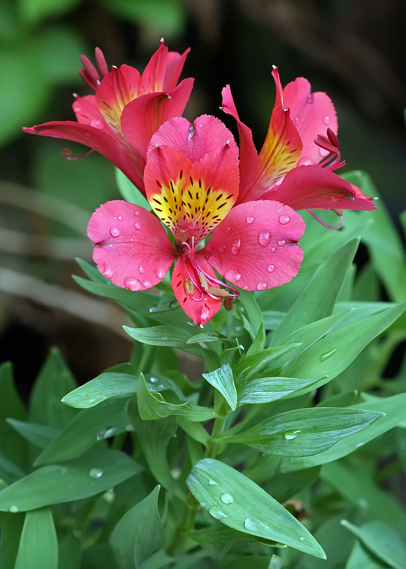 ALSTROEMERIA AMELIE flowers