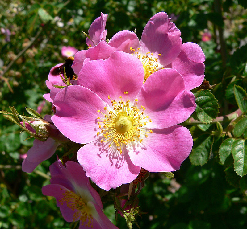 Flowers Roses, Fresh Flowers, Cut flowers, Bunch