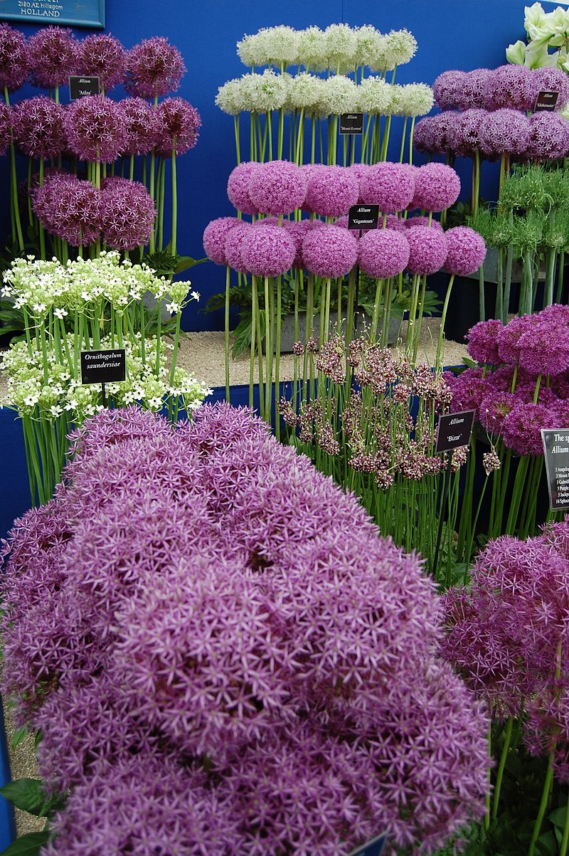 Allium Flowers - huge selection of Fresh Allium Flowers, bucket ,