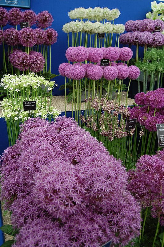 Allium Flowers - huge selection of Fresh Allium Flowers, bucket ,