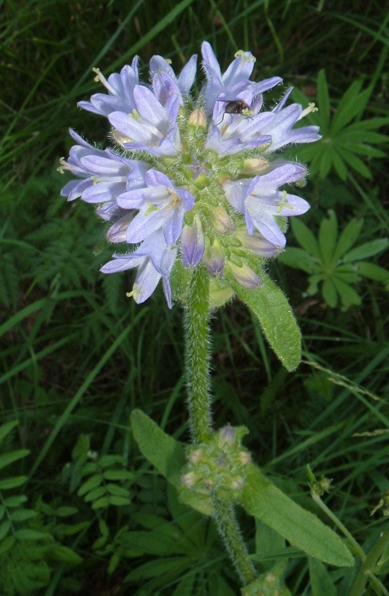 Fresh Flowers- Campanula are commonly known as bellflowers, fresh cut flowers: Campanula  - different colors, pink, white.