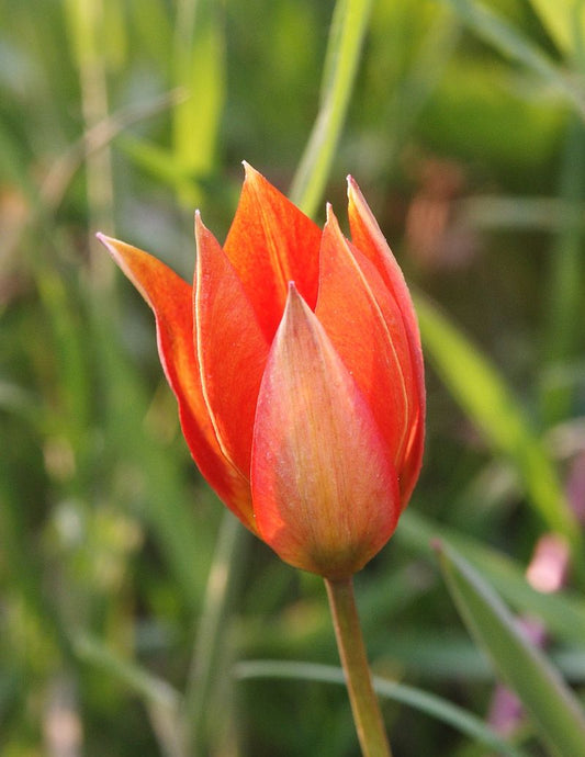 Tulip - Flowers