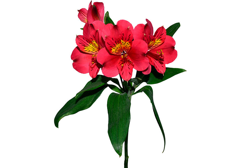 ALSTROEMERIA AMELIE flowers