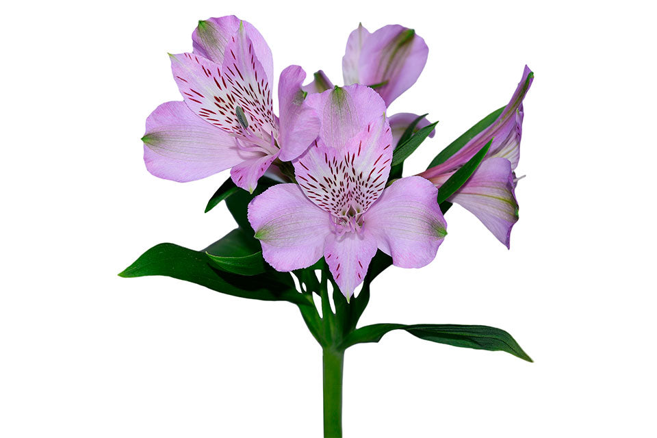 ALSTROEMERIA PLATINA Flowers, cut flowers, fresh ALSTROEMERIA PLATINA flower