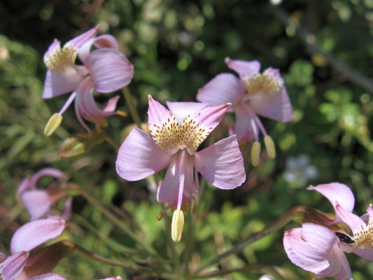 ALSTROEMERIA PLATINA Flowers, cut flowers, fresh ALSTROEMERIA PLATINA flower