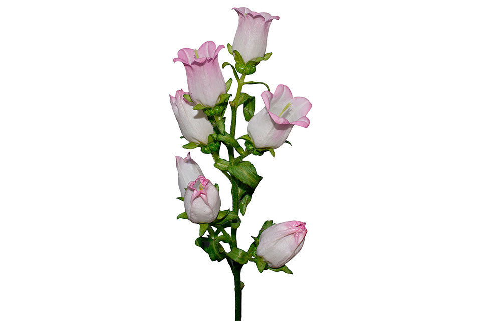 Campanula Pink  - Cut Flowers, fresh flowers