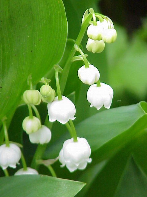 Flowers- Convallaria majalis, Cut flowers, online order, delivery right away, Convallaria majalis bucket