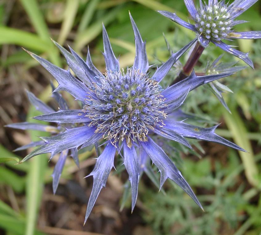 Eryngium cut Flower, Fresh flowers. Eryngium is a genus of flowering plants in the family Apiaceae