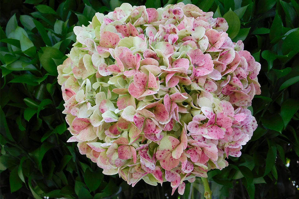 Hydrangea Flowers, cut flowers, fresh hydrangea flowers, different sorts, fresh, best kind, Bigleaf Hydrangea (Hydrangea macrophylla): These are the most popular type of hydrangeas and are known for their large, rounded flower clusters