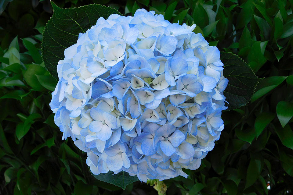 Hydrangea Flowers, cut flowers, fresh hydrangea flowers, different sorts, fresh, best kind, Bigleaf Hydrangea (Hydrangea macrophylla): These are the most popular type of hydrangeas and are known for their large, rounded flower clusters