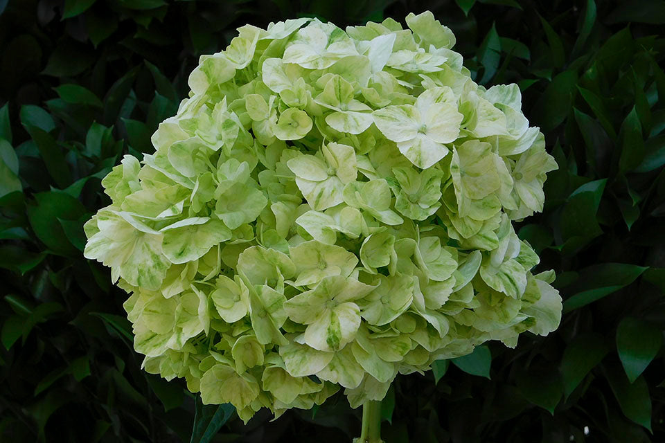 Hydrangea Flowers, cut flowers, fresh hydrangea flowers, different sorts, fresh, best kind, Bigleaf Hydrangea (Hydrangea macrophylla): These are the most popular type of hydrangeas and are known for their large, rounded flower clusters