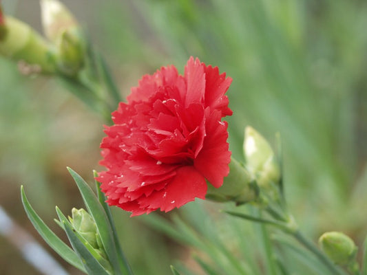 Dianthus cut flowers assorted, To buy fresh flowers like Dianthus, you can check with your local florists,